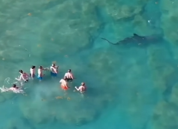 Un énorme requin marteau s'est approché d'un groupe de baigneurs à Palm Beach