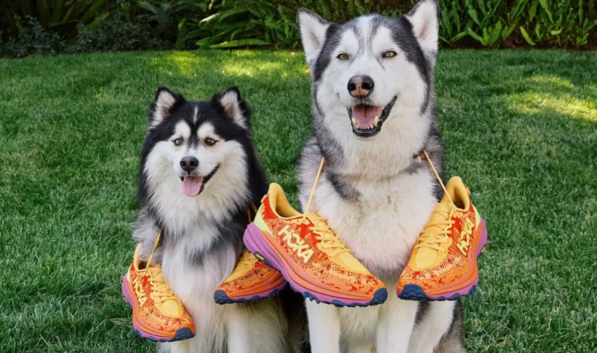 Zappos et Rover lancent le tout premier magasin de chaussures de promenade pour chiens La sélection de chaussures de promenade pour chiens comprend UGG, New Balance et plus encore.